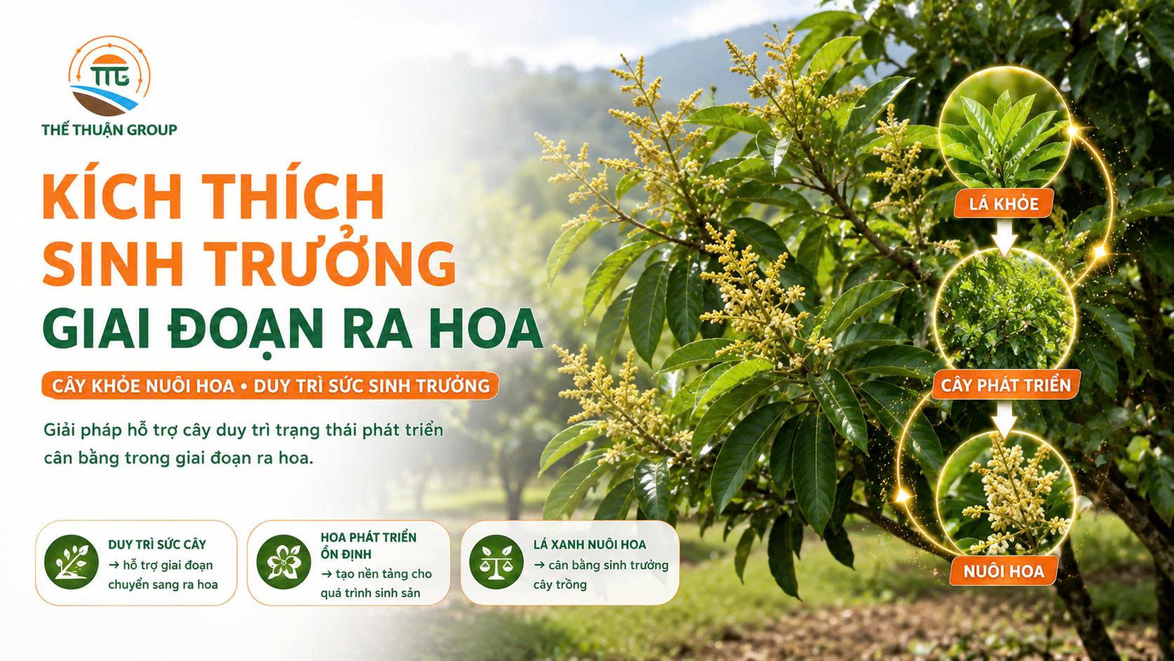 Kích thích sinh trưởng giai đoạn ra hoa Kích thích sinh trưởng giai đoạn ra hoa