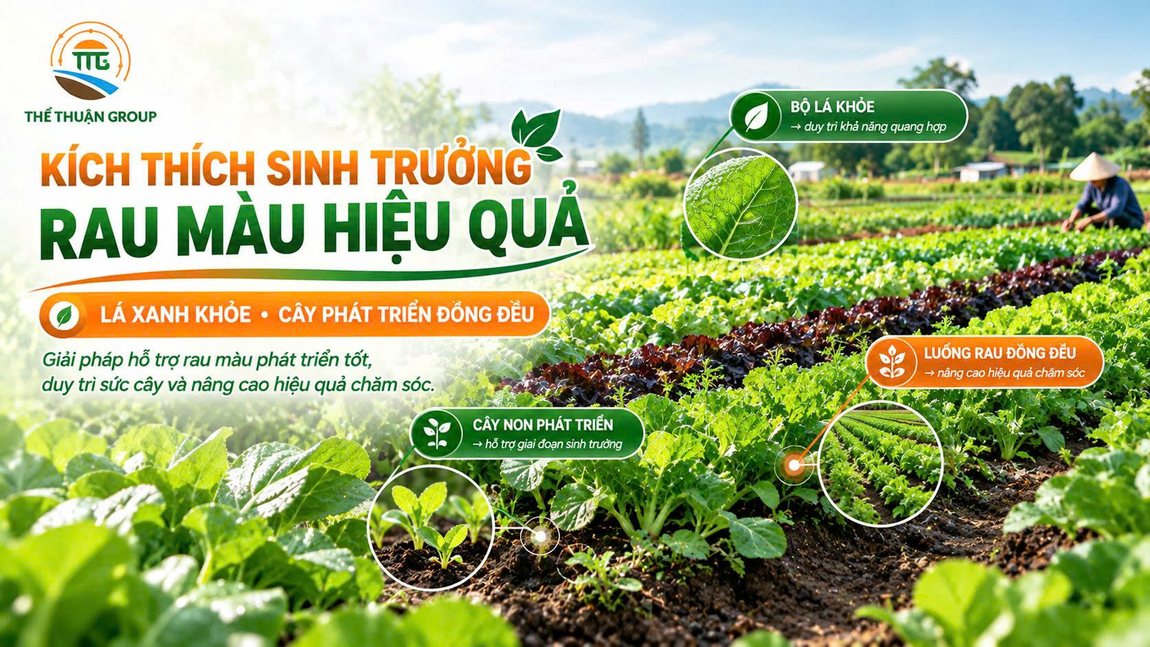 Kích thích sinh trưởng rau màu hiệu quả Kích thích sinh trưởng rau màu hiệu quả