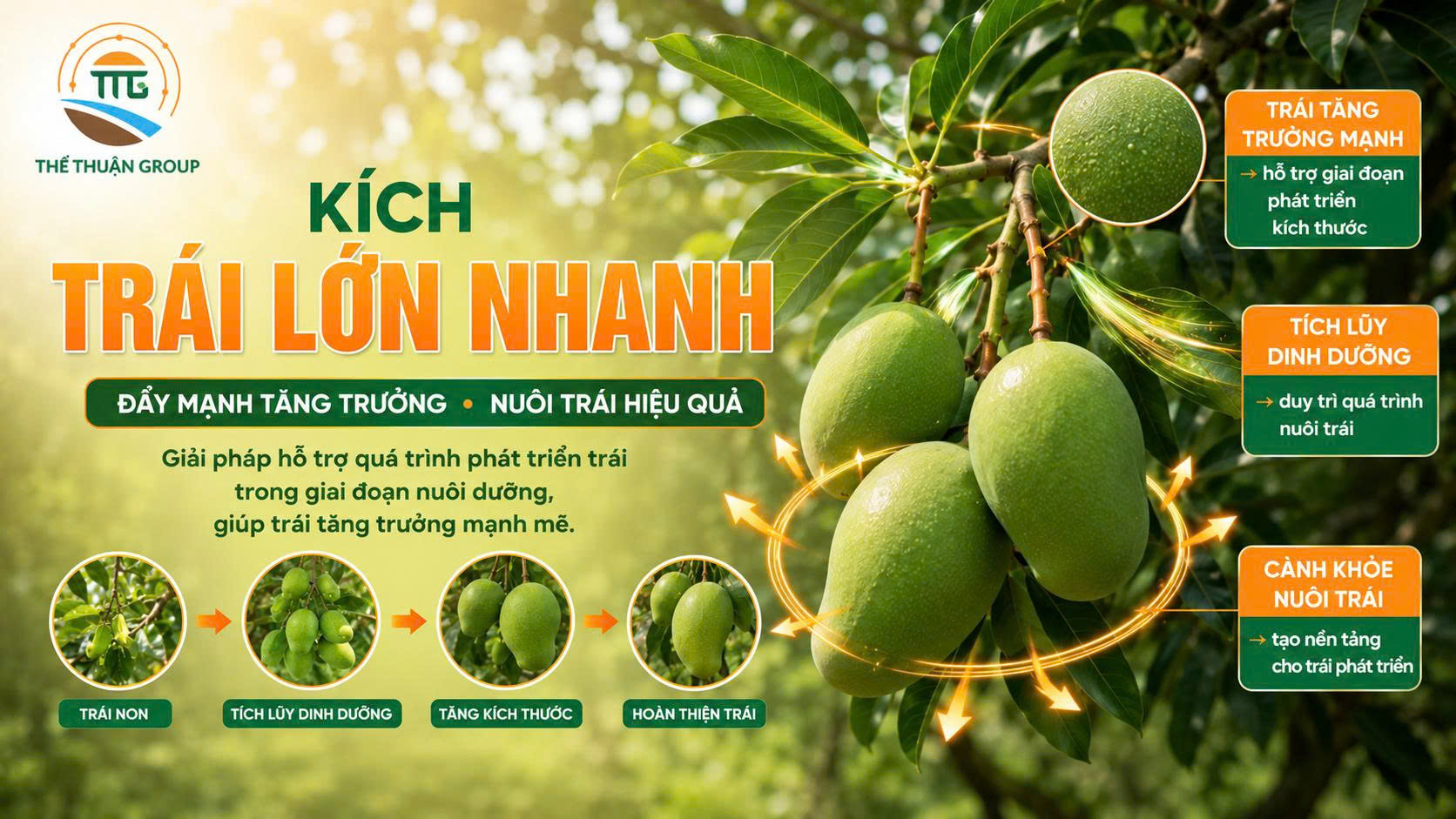 Kích trái lớn nhanh Kích trái lớn nhanh
