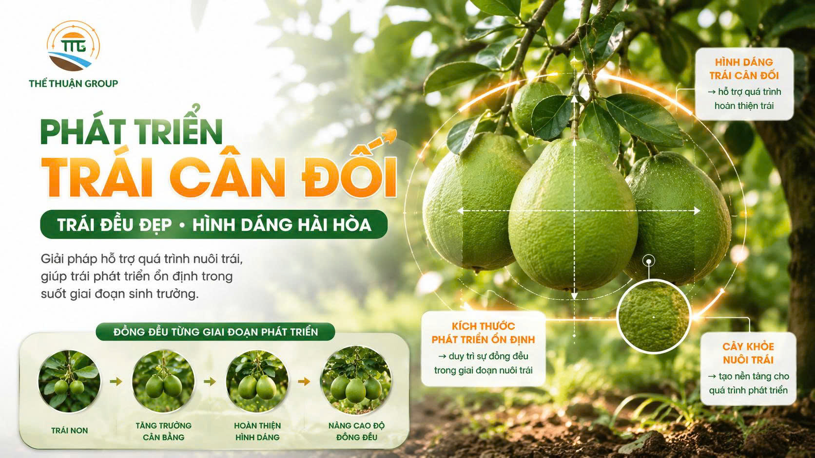 Phát triển trái cân đối