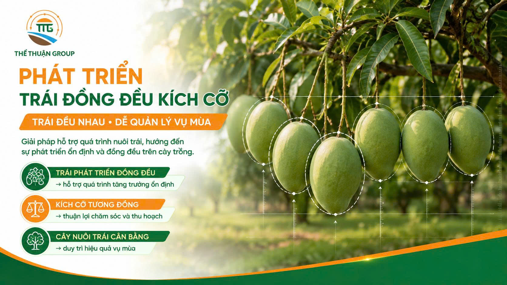 Phát triển trái đồng đều kích cỡ