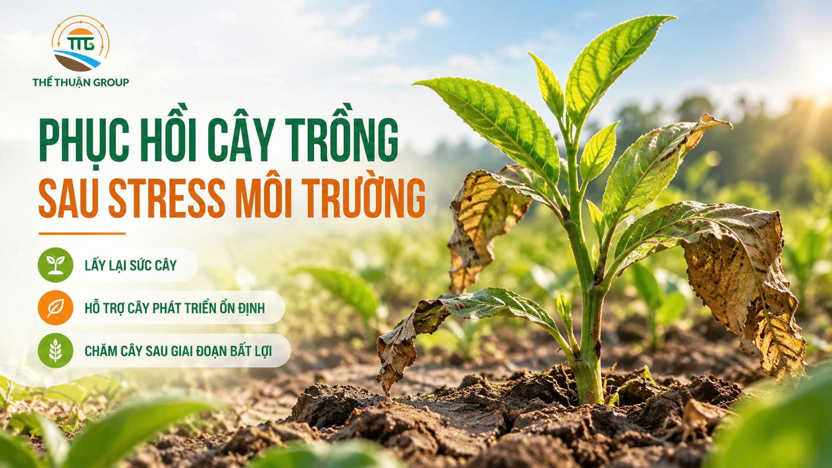 Phục hồi cây trồng sau stress môi trường