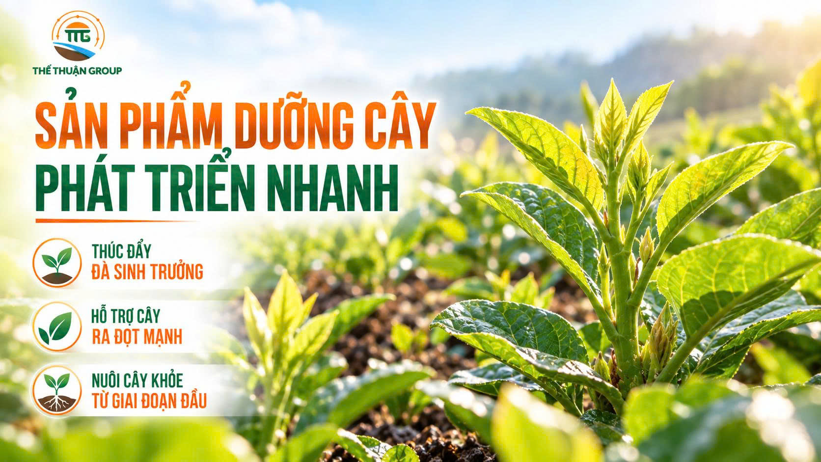 Sản phẩm dưỡng cây phát triển nhanh Sản phẩm dưỡng cây phát triển nhanh