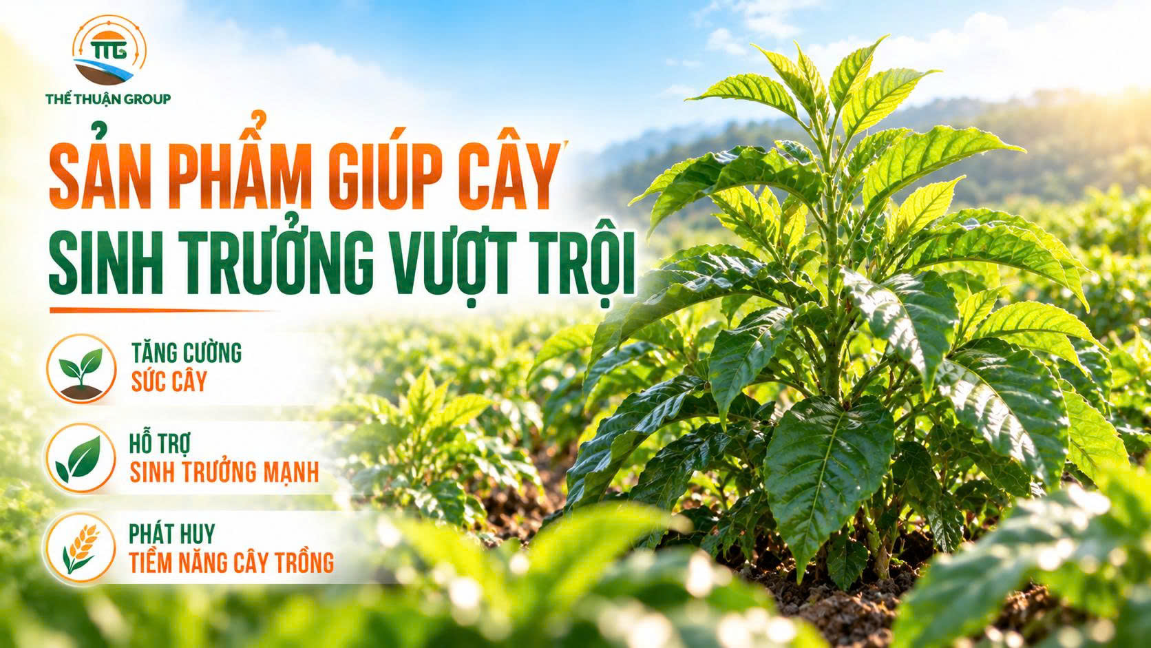 Sản phẩm giúp cây sinh trưởng vượt trội Sản phẩm giúp cây sinh trưởng vượt trội
