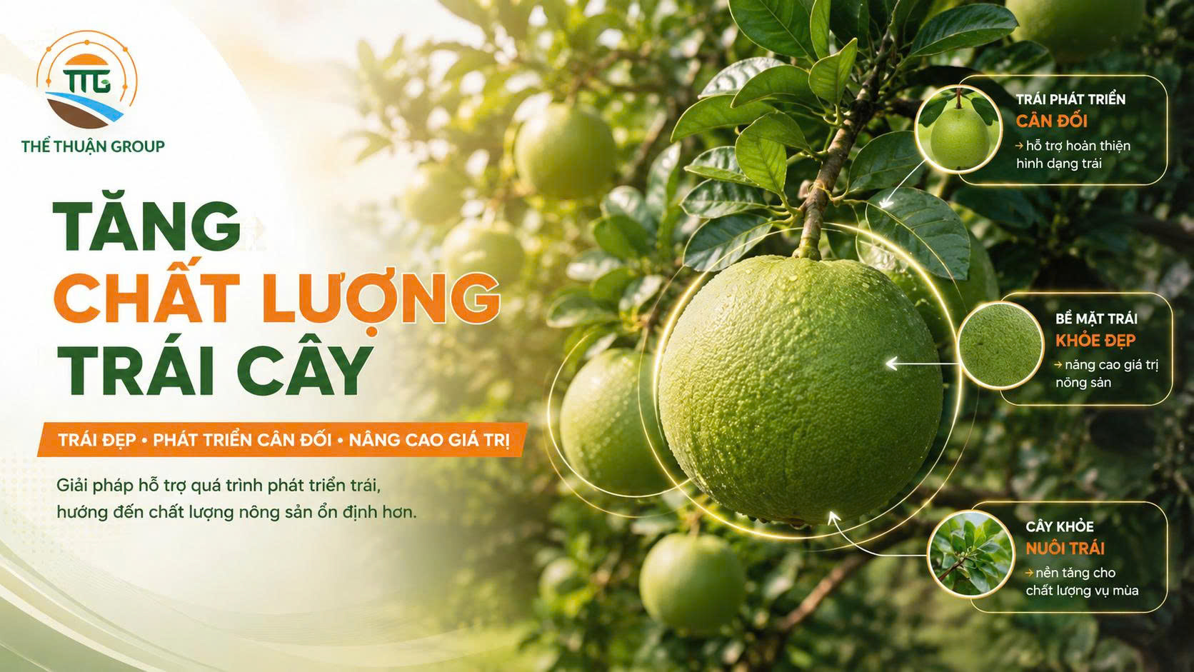 Tăng chất lượng trái cây Tăng chất lượng trái cây