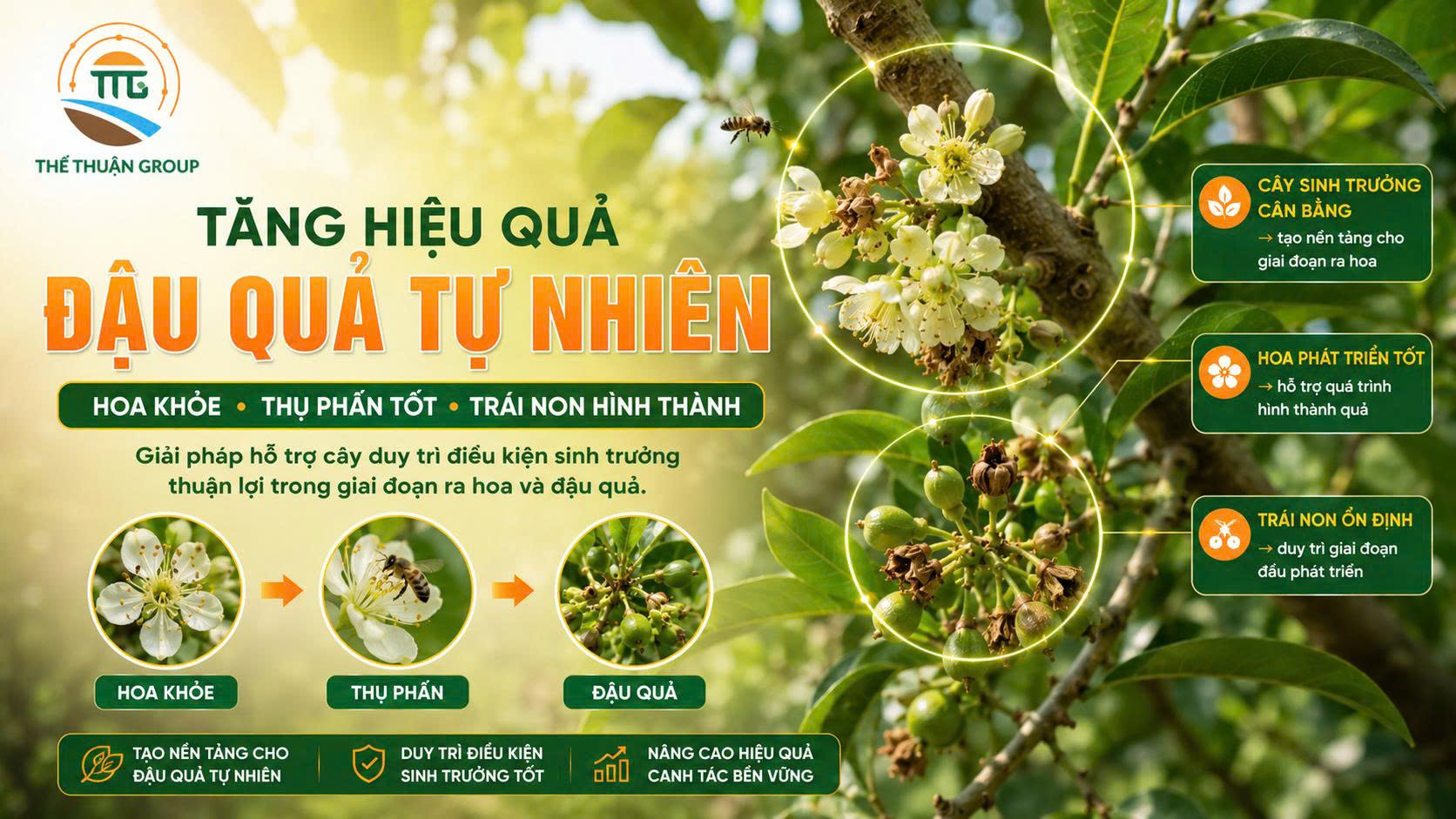Tăng hiệu quả đậu quả tự nhiên Tăng hiệu quả đậu quả tự nhiên