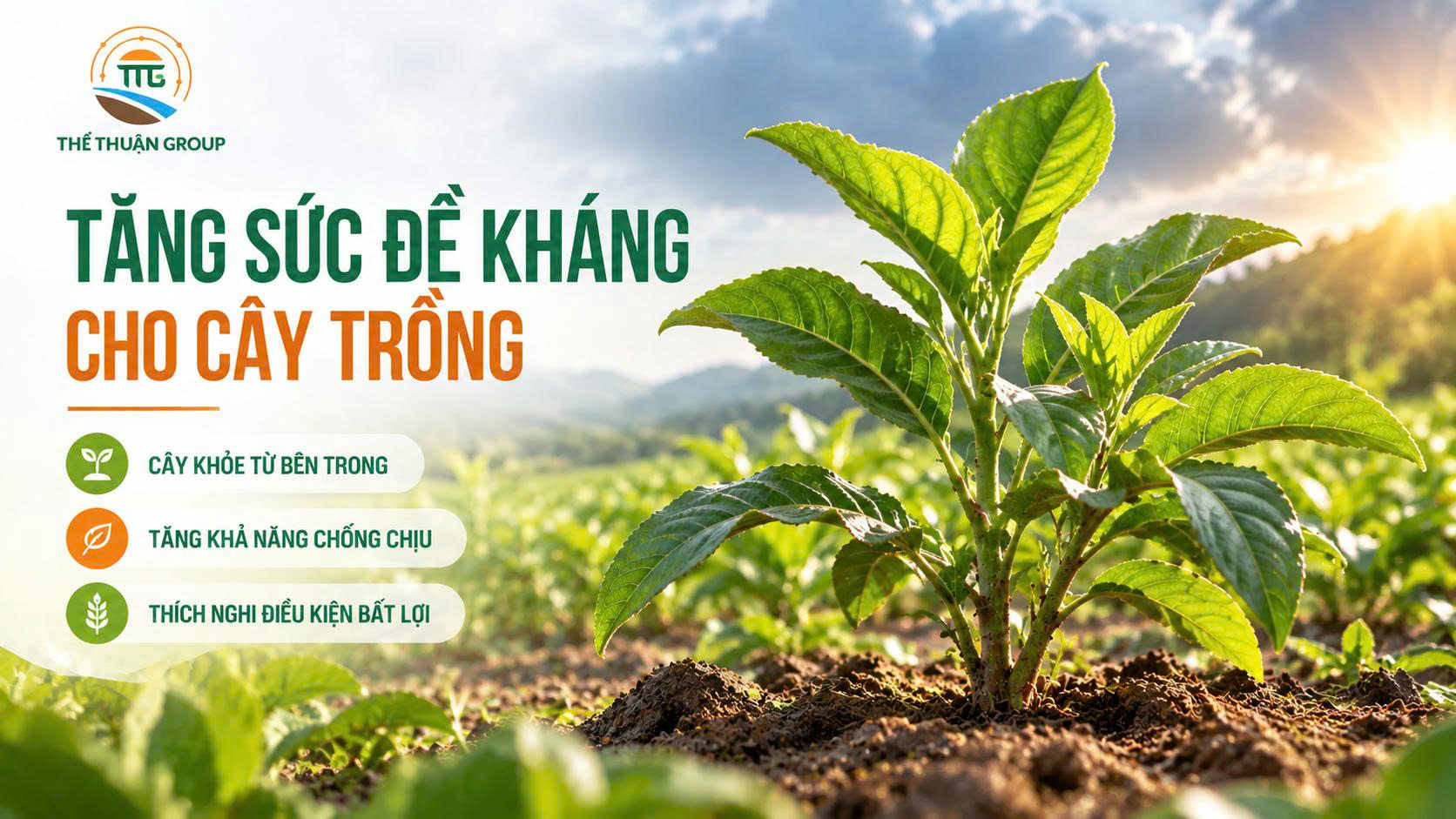 Tăng sức đề kháng cho cây trồng Tăng sức đề kháng cho cây trồng