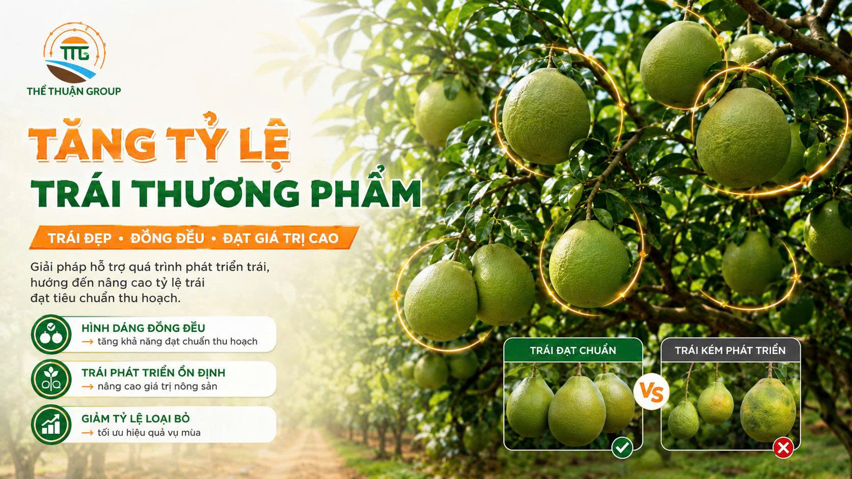 Tăng tỷ lệ trái thương phẩm Tăng tỷ lệ trái thương phẩm
