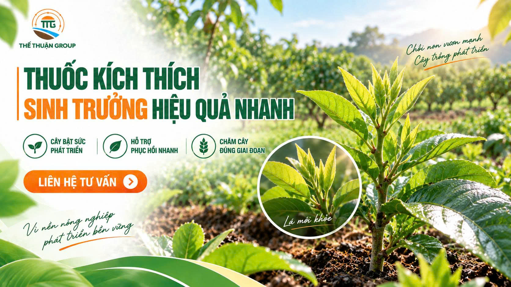 Thuốc kích thích sinh trưởng hiệu quả nhanh