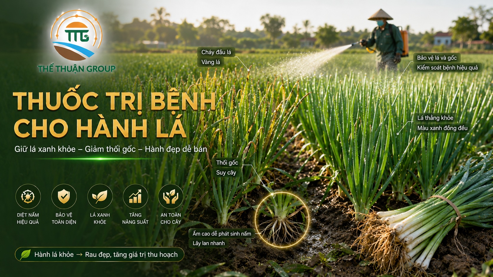 Thuốc trị bệnh cho hành lá